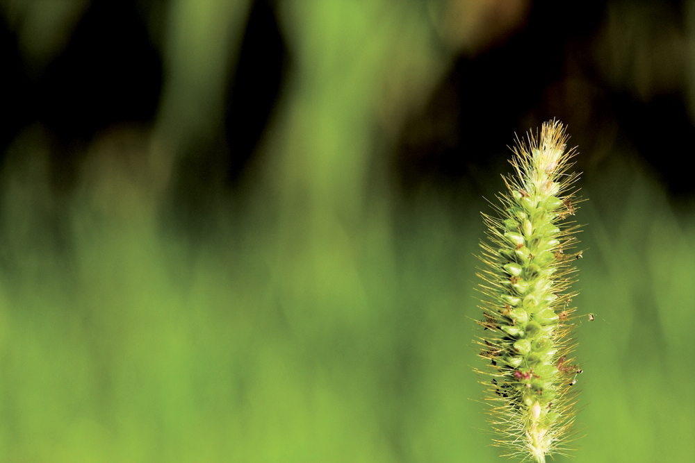 corn-stem-close-up-teeb